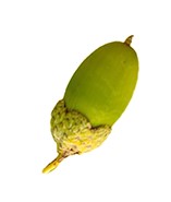 Small acorn