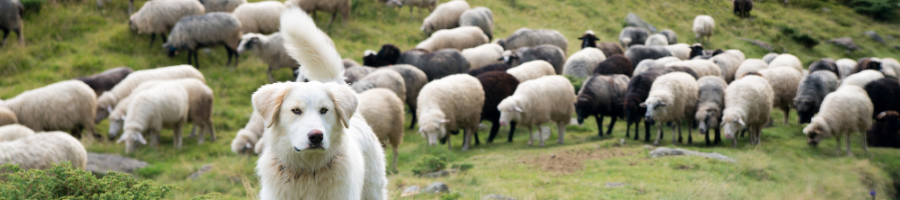 Employer herding sheep