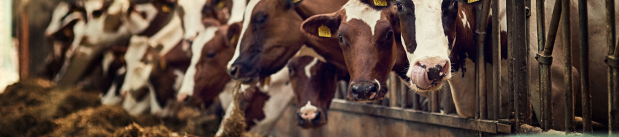 Cows_cattle_feeding_farming.png