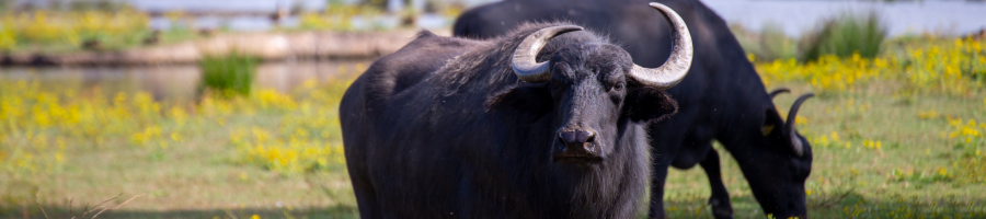 Water_Buffalo